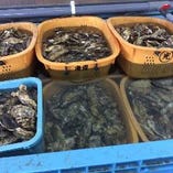 牡蠣生産者さんの工場訪問。消毒海水。毎回食品検査。