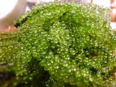 琉球だいにんぐ ちゅら