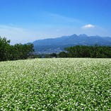 厳選した国内産の玄蕎麦【北海道雨竜町※季節により産地変わります】