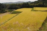 薩摩川内市の山頂の清流を使用した藤本棚田米【鹿児島県】