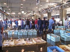 すし処 大敷_金沢中央卸売市場朝セリの様子