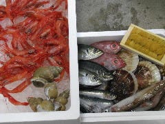 すし処 大敷_ある日の仕入れです
地物：甘エビ、ガスエビ、あじ、ヤリイカ、ノドグロ
いわし、ばい貝
北海道産：うに、ホタテ