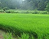 すし処 大敷_能登の山間部育ちのコシヒカリ
