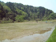 すし処 大敷_5月上旬田植え