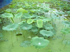 すし処 大敷_自家栽培の加賀レンコン