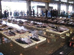 すし処 大敷_金沢中央卸売市場朝セリに並ぶマグロ