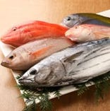 高知から直送の新鮮な鮮魚【高知県宿毛】