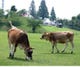 放牧場にはかわいいジャージー牛達！