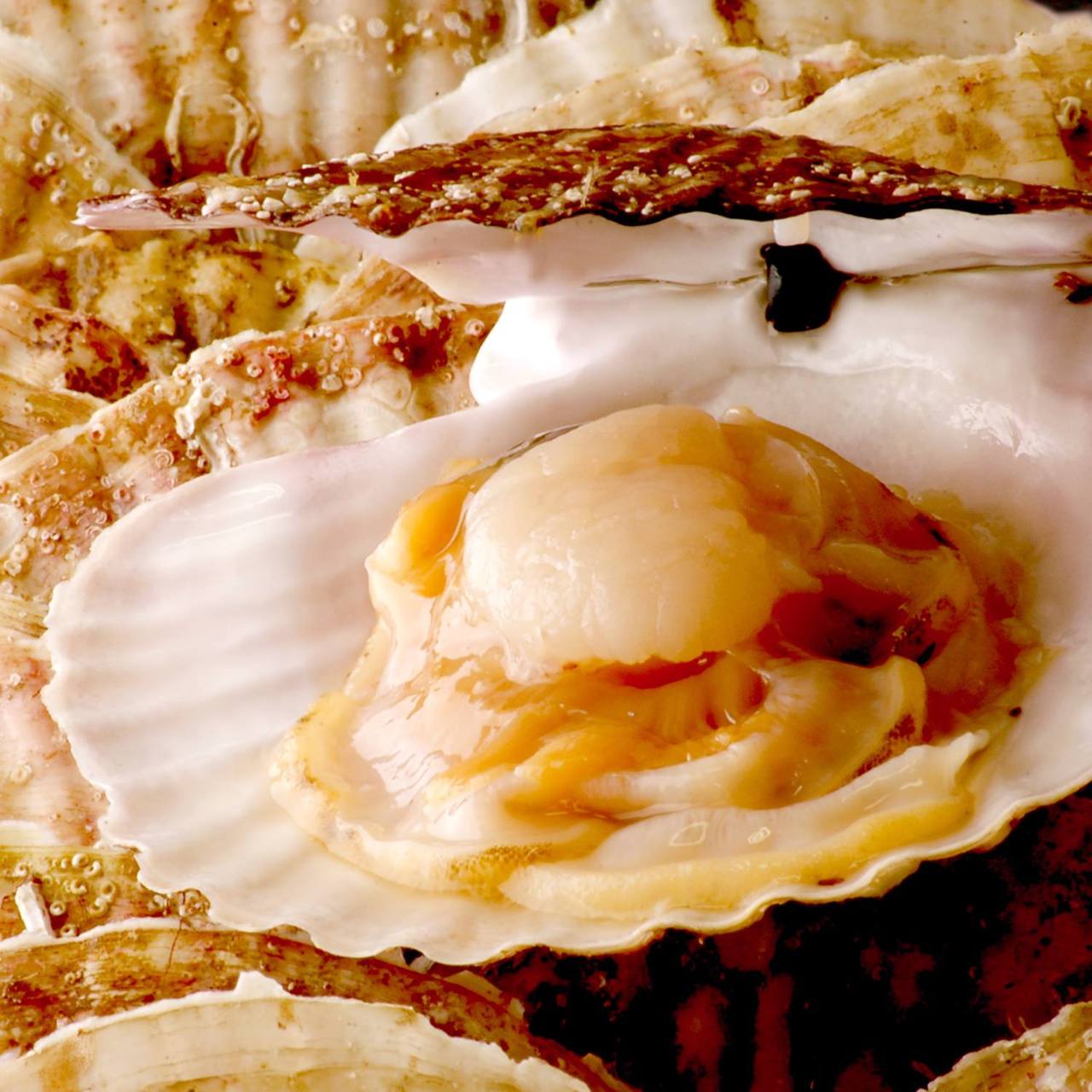 大粒の帆立貝をはじめ、北海道四季の旬を贅沢に調理