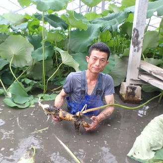 名物 蓮根料理 上野 れんこん こだわり情報1 ぐるなび 名物 蓮根料理 上野 れんこん こだわり情報1 ぐるなび
