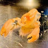 新鮮なタイラギガイ（調理には貝柱を使用。旨味が詰まっていてとても美味しい貝です）によくついてくる小さな生物。体長2cmほど。※料理には使用していません。