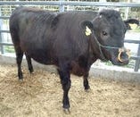 こだわりの厳選「牛タン」【各地】