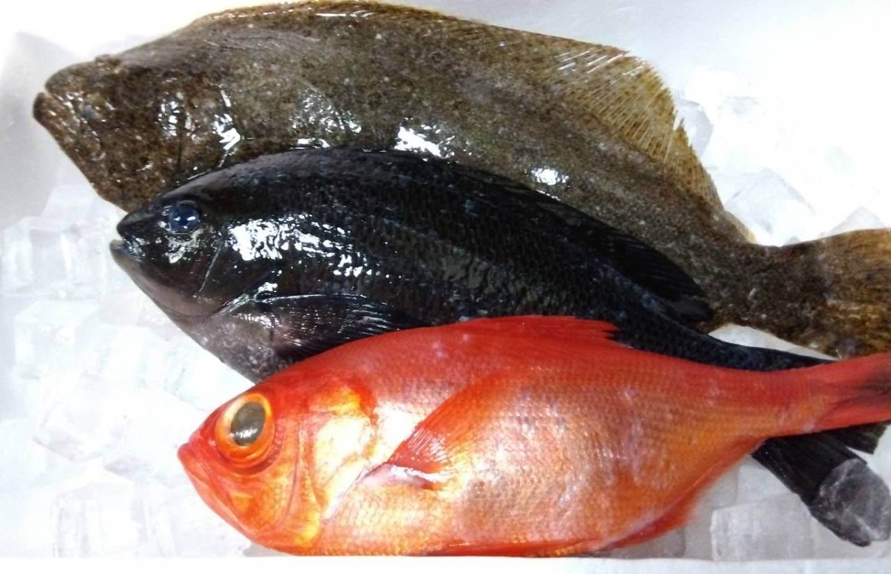 三浦半島漁港から入荷する地魚
