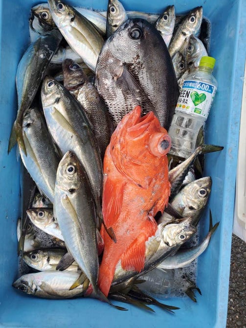 東京湾 鯵 釣り魚の店 芝 湯浅 田町 三田 居酒屋 ぐるなび