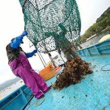 雄勝から直送の自社生産牡蠣！