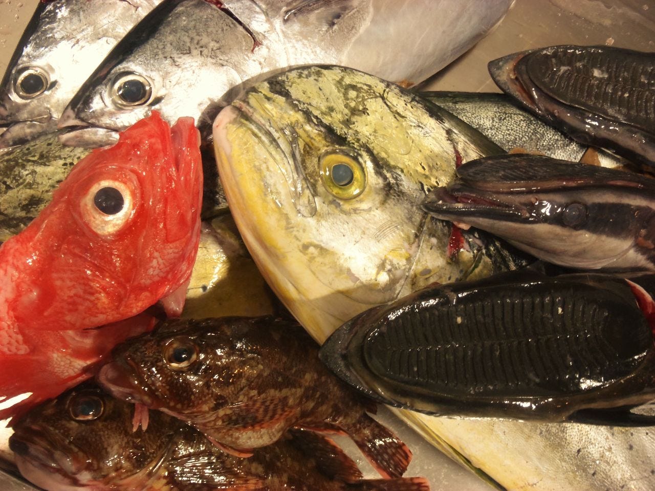 八尾 個室 日本料理 酒惣菜 味楽 自慢の食材 高知家の魚 珍しい魚をお取り寄せ ぐるなび