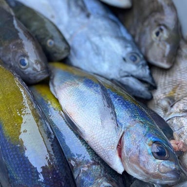 飲み食い横丁 なべすけ_オーナーが直に釣り上げる魚介たち