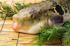 ふぐ料理・はも料理 ふぐ政 和歌山店