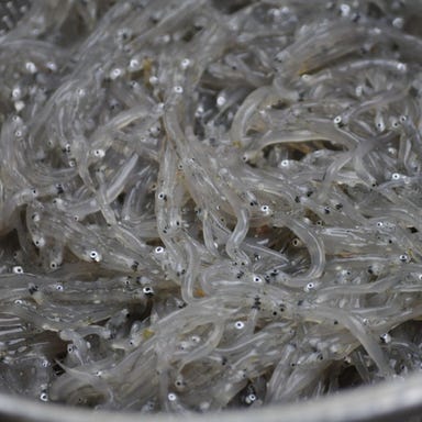平塚漁港直送鮮魚と生しらす 紅谷恵比寿 こだわりの画像