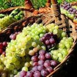 フランス産有機農法で育てた葡萄で作るビオワイン【フランス】