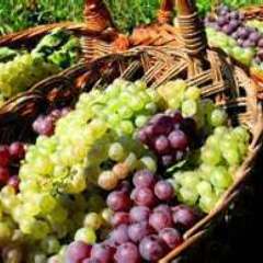 フランス産有機農法で育てた葡萄で作るビオワイン