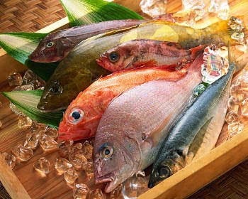 菜 S サイズ 岡山駅西口店 フグ 居酒屋 海鮮 菜 S サイズ 岡山駅西口店 フグ 居酒屋 海鮮