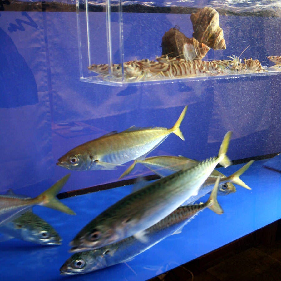 生けすの活魚と江田島の牡蠣