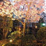 庭園の河津桜のライトアップ