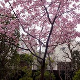 庭園の河津桜
