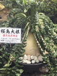 『桜島大根』200年以上の栽培の歴史を持つ桜島地域の特産品、ギネスブックに認定された世界一大きな大根です。大根の花も咲きます。鑑賞できるよう庭先に実物がございます。