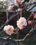 南高梅の花（3月上旬）