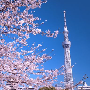 東京夜景 屋形船 平井_春は船上からのお花見はいかがですか