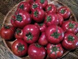 千葉県いすみ市の農家石野さんの作るトマトです！