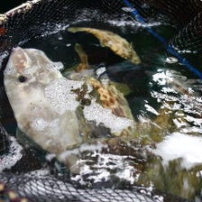 九州の漁師直送！新鮮な魚介類使用！