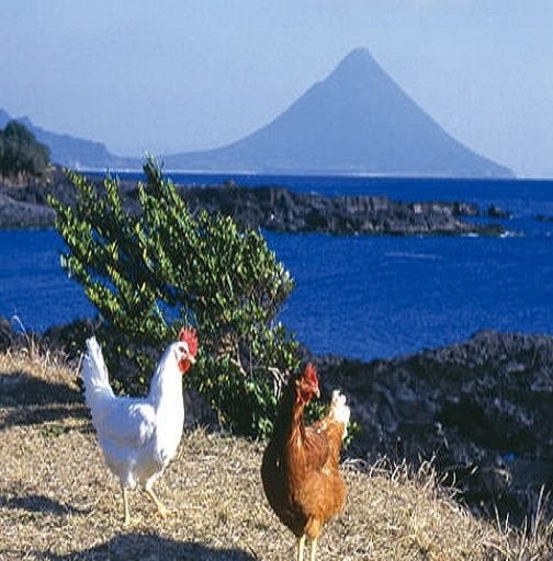 和ダイニング ゆめ咲小町 西梅田 こだわり情報 ぐるなび