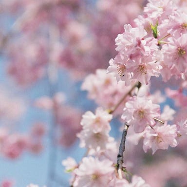 岩崎台倶楽部グラスグラス_デザートビュッフェ付ランチ ~お花見スイーツガーデン~ 2026年3月29日(日) 12:00START☆