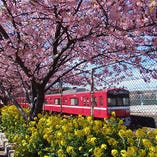 京急と河津桜と菜の花の美しい写真が撮れるのは三浦海岸だけ！