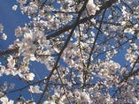 2016年４月２日庭の桜が満開です。