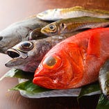 和歌山、三重、高知でとれる天然の旬魚をお楽しみいただけます。
