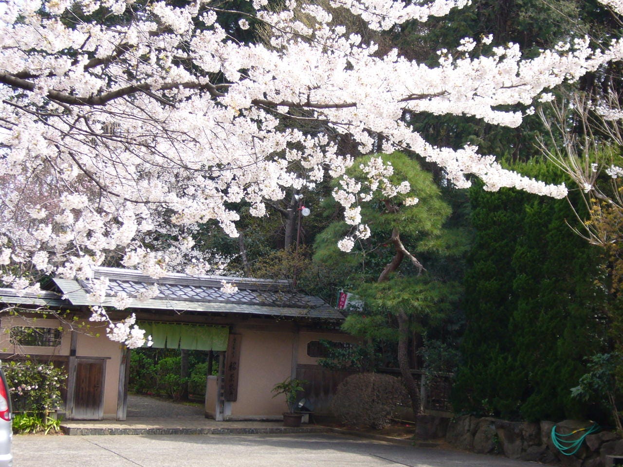 桜茶屋