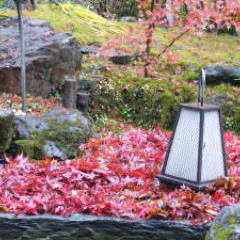 桜茶屋 