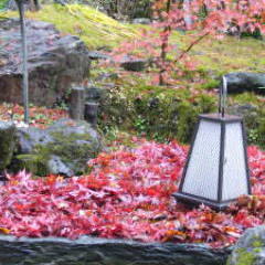 桜茶屋