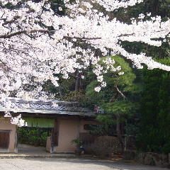 桜茶屋 