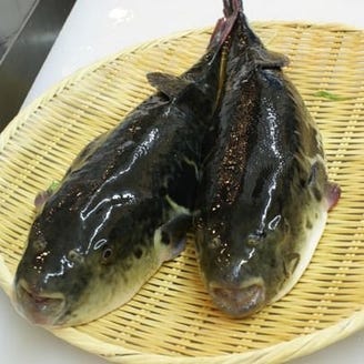 活けふぐ てっちり 岸和田ふぐ政 こだわり情報1 ぐるなび