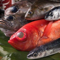 魚肴酒場よし乃 後楽園 