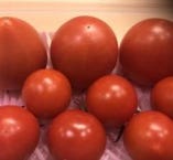 加藤農園のフルーツトマト きわめ