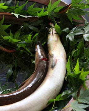 天然ふぐ料理 堂島幸鶴 北新地 ふぐ ふぐ料理 ぐるなび 天然ふぐ料理 堂島幸鶴 北新地 ふぐ ふぐ料理 ぐるなび