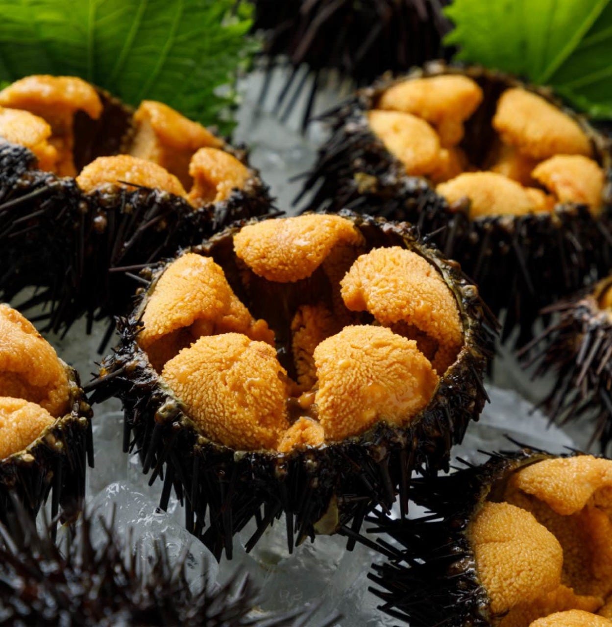 21年 最新グルメ 池袋ビアガーデン 完全個室 テラス席 お魚バル 3代目 魚徳 池袋 レストラン カフェ 居酒屋のネット予約 東京版