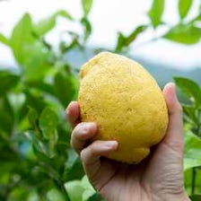 広島県産無農薬無肥料レモンを直送