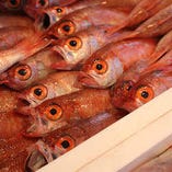 山陰沖　島根県浜田漁港のノドグロたち。浜田沖は日本海でもトップクラスの漁場で豊富な栄養素が含まれたプランクトンが多くそれを餌に育つ魚はどれも美味。